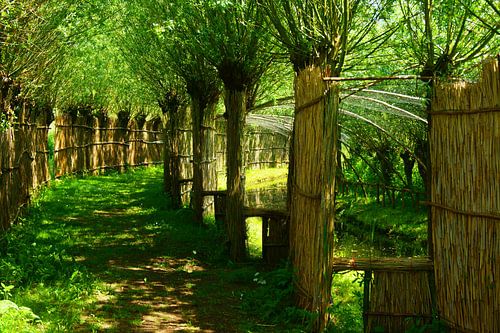 Eendenkooi in de Biesbosch