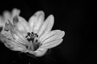 kleine Wildblume mit Stößel schwarz-weiß von Frank Ketelaar Miniaturansicht