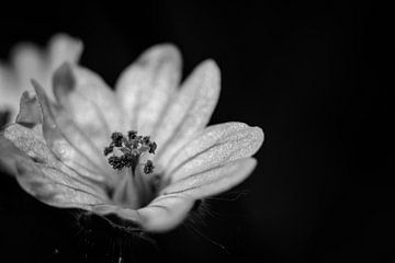 klein wild bloemetje met stamper zwart wit van Frank Ketelaar