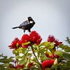 Tui Bird I van Anneke Hooijer