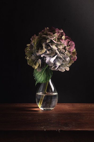 Fine art Still life Hydrangea by Sandra Hazes