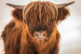 Close-up of a Scottish Highlander by Bas Fransen