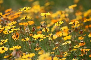 Blumenmeer von Meleah Fotografie