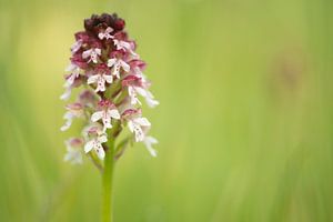 Verbrannte Orchidee