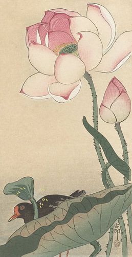 Gallinelle mit Lotusblüten von Ohara Koson