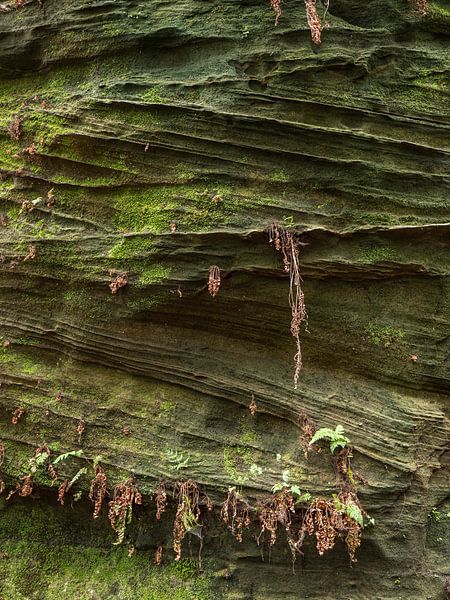 Bielatal, Sächsische Schweiz - Grüne Felsstruktur am Zauberberg von Pixelwerk