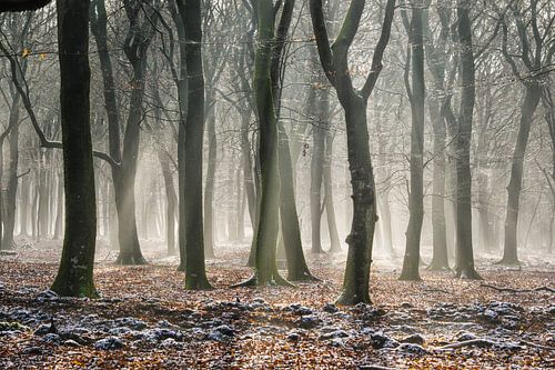 Beech forest in Elspeet