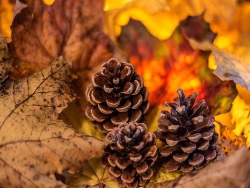 HERFSTCONCEPT : DENNENAPPELS IN DE HERFST