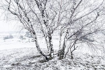 Hulshorsterzand in de sneeuw van Eddy Westdijk