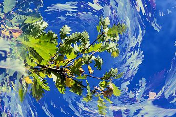 Eikenbladeren, gekke natuur van Daniel Dorst
