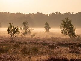 Blühende Heide mit Frühnebel von Robin Jongerden
