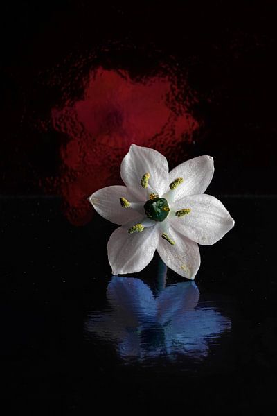 Rouge Blanc Bleu par appie bonis