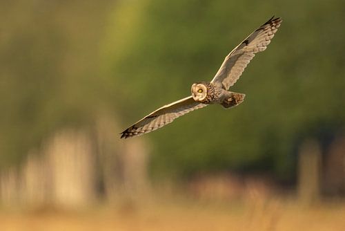Short-eared owl hunting 2 by Erik Veldkamp