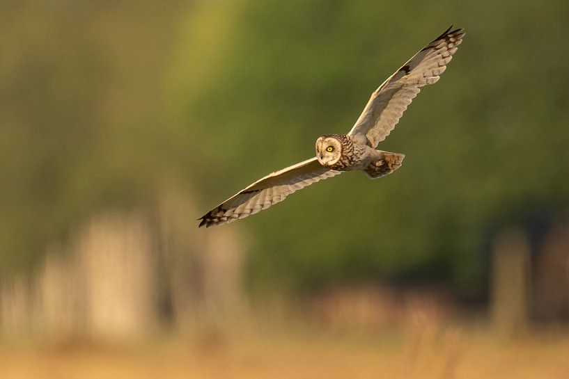 Sumpfohreule auf der Jagd 2 von Erik Veldkamp