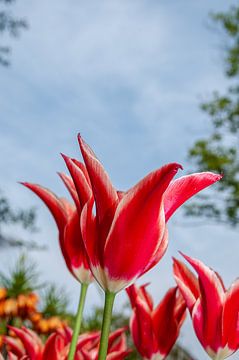 Rood met witte rand tulp