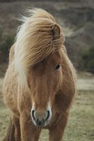 Lichtbruin IJslands paard