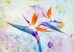 Bird of Paradise Flower