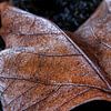 Frozen leaf van Bob Bleeker