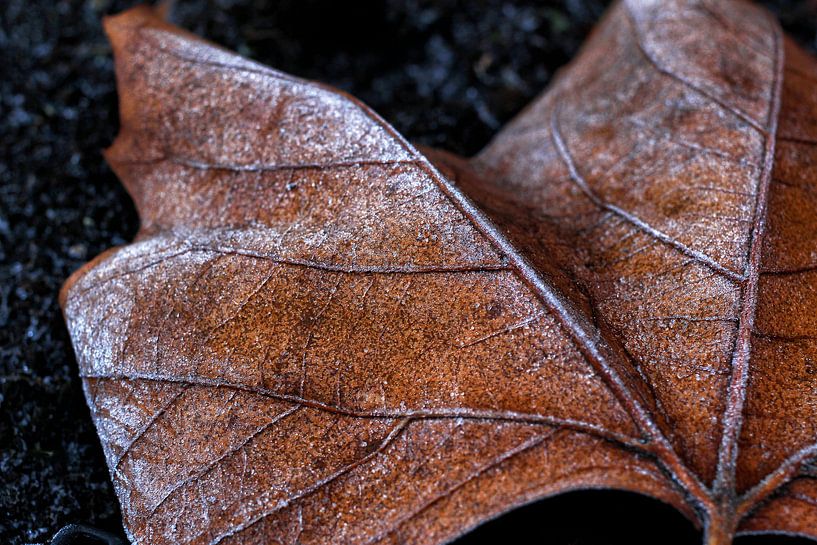 Frozen leaf van Bob Bleeker