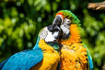 Küssende Papageien