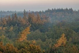 Thorn, Kaapse Bossen sur Lisa Antoinette Photography