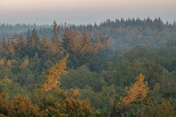 Doorn, Kaapse Bossen