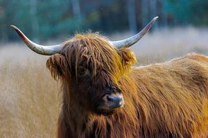 Schotse hooglander