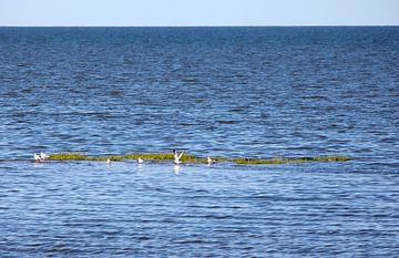 La mer des Wadden sur Bo Valentino