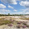 Pano Zuiderheide Laren Noord Holland, bloeiende heide en zandverstuiving van Martin Stevens
