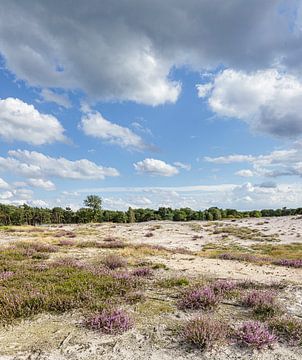 Landschaft Zuiderheide Laren Nordholland, blühende Heidelandschaft und Sandverwehungen von Martin Stevens