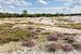Pano Zuiderheide Laren Noord Holland, bloeiende heide en zandverstuiving van Martin Stevens