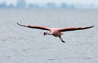 Komt een flamingo aan vliegen von Menno Schaefer Miniaturansicht