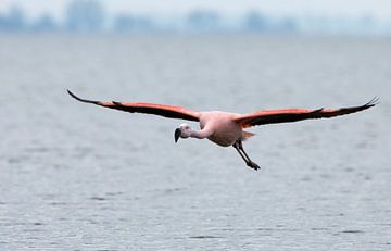 Komt een flamingo aan vliegen von Menno Schaefer