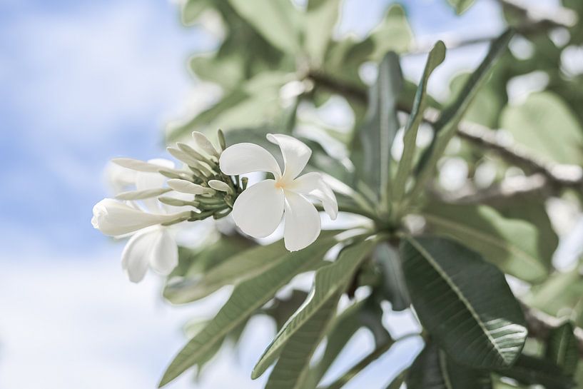 Australische Weißblume von DsDuppenPhotography