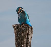 Eisvogel
