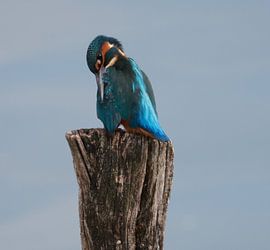 Eisvogel