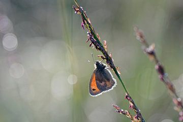 Vlinder in de ochtendzon