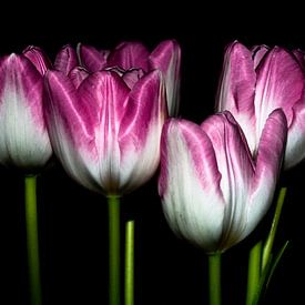 Tulpen von Sabrina Springefeld