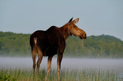 Moose at sunrise