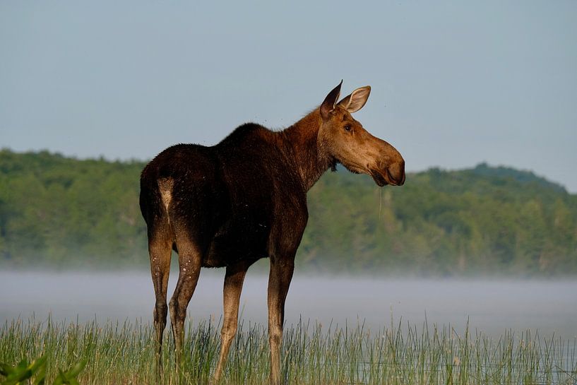 Moose at sunrise by Kurt Hayen
