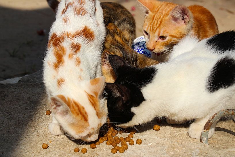 Turkish alley cats by Marieke Funke