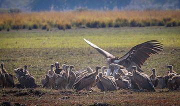 Vultures at meals