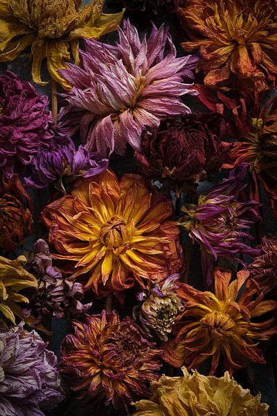 Schilderij van gedroogde dahlia's van Karel Ham