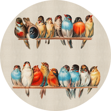 Een Vogelbok, Hector Giacomelli (vierkant)