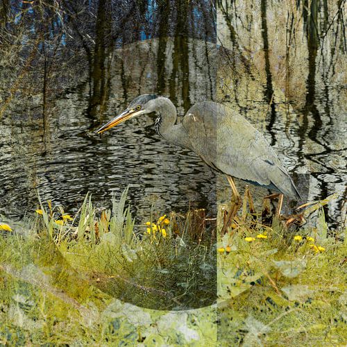 Reiger in het Vondelpark. Amsterdam. Warm.