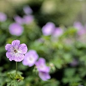 Soft lilac summer by Mike Bing