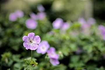 Doux été lilas sur Mike Bing