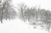 Sneeuw landschap op de Veluwe van Albert Beukhof thumbnail