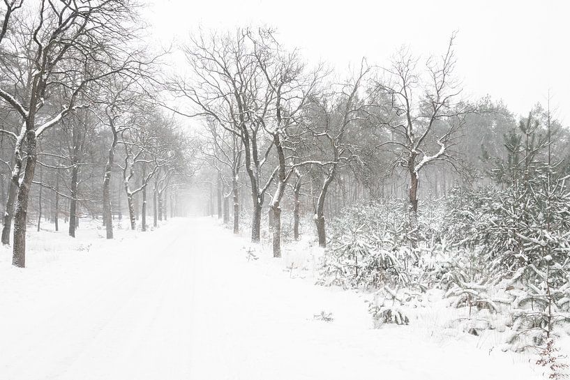 Sneeuw landschap op de Veluwe van Albert Beukhof