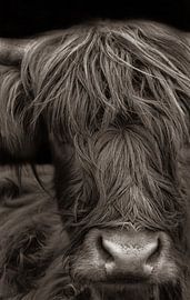 Schotse hooglander van Nienke Bot